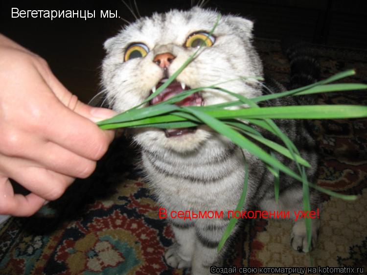 Котоматрица: Вегетарианцы мы. В седьмом поколении уже!