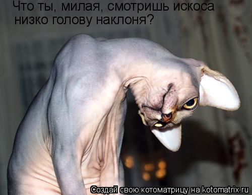 Что ты, милая, смотришь искоса низко голову наклоня?... Котоматрица: Что ты, милая, смотришь искоса низко голову наклоня?