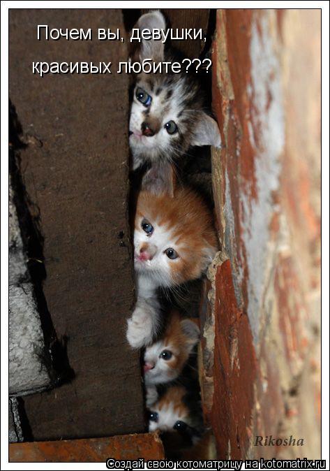 Почем вы, девушки, красивых любите???... Котоматрица: Почем вы, девушки, красивых любите???