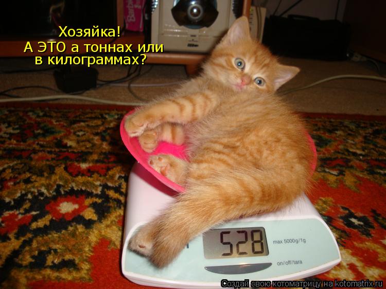 Хозяйка! А ЭТО а тоннах или в килограммах?... Котоматрица: Хозяйка! А ЭТО а тоннах или в килограммах?