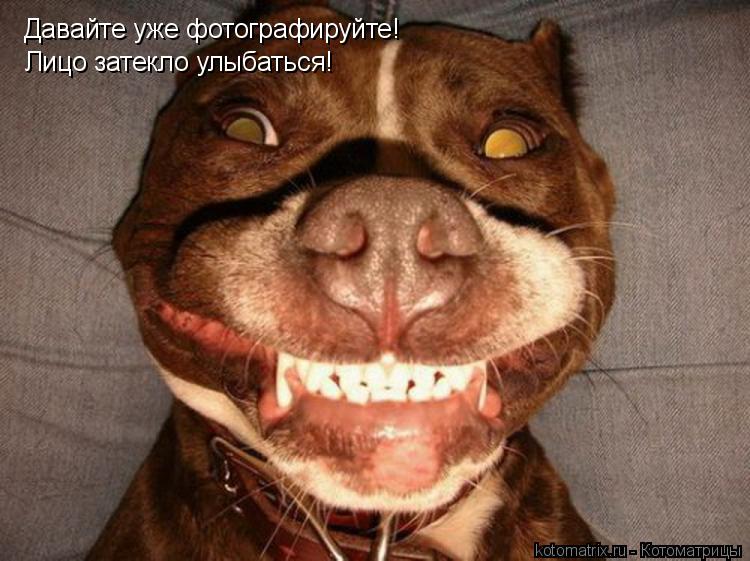 Котоматрица: Давайте уже фотографируйте! Лицо затекло улыбаться!
