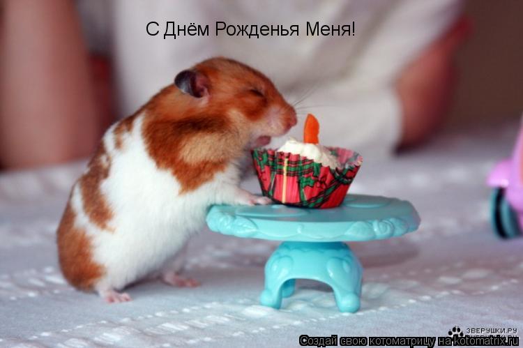 С Днём Рожденья Меня!... Котоматрица: С Днём Рожденья Меня!