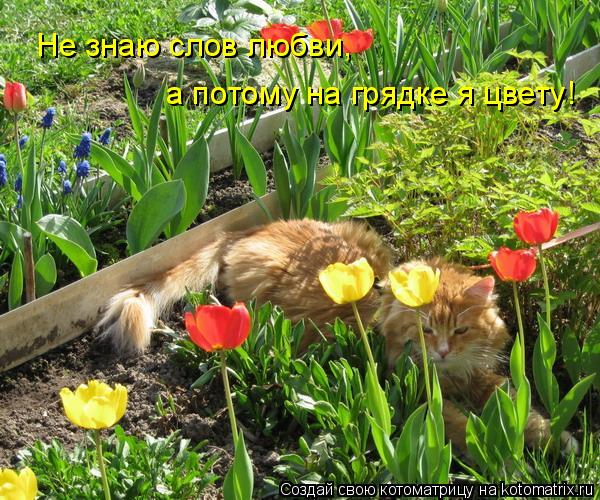 Не знаю слов любви, а потому на грядке я цвету!... Котоматрица: Не знаю слов любви, а потому на грядке я цвету!