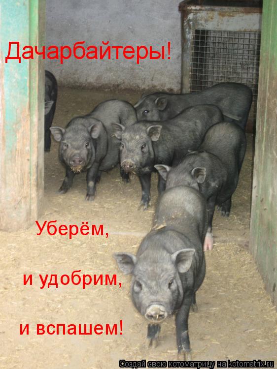 Дачарбайтеры! Уберём, и удобрим, и вспашем!... Котоматрица: Дачарбайтеры! Уберём, и удобрим, и вспашем!