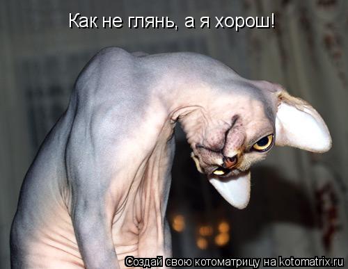 Как не глянь, а я хорош!... Котоматрица: Как не глянь, а я хорош!