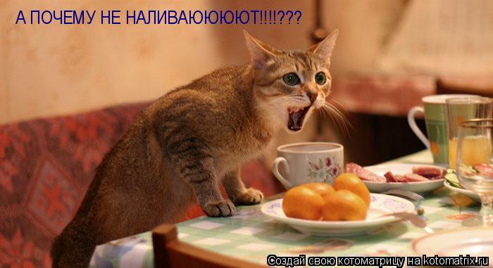 А ПОЧЕМУ НЕ НАЛИВАЮЮЮЮТ!!!!???... Котоматрица: А ПОЧЕМУ НЕ НАЛИВАЮЮЮЮТ!!!!???