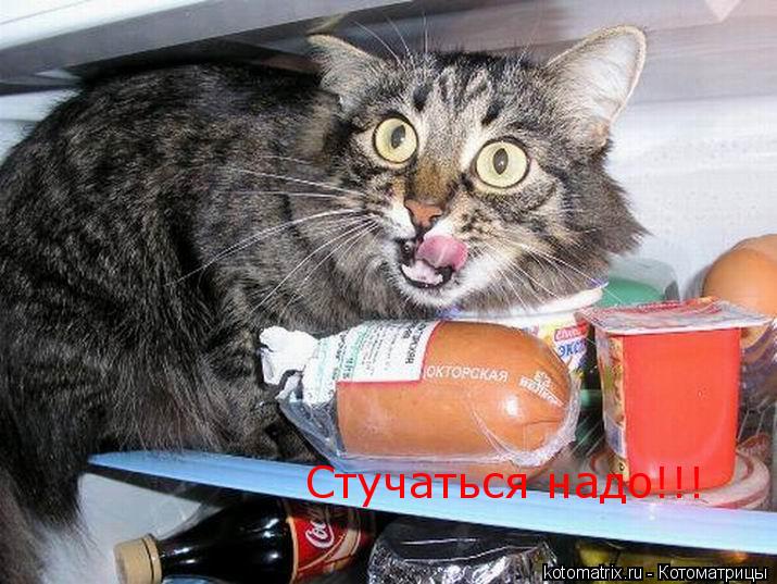 Стучаться надо!!!... Котоматрица: Стучаться надо!!!