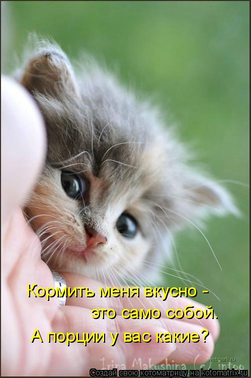 Кормить меня вкусно - это само собой. А порции у вас какие?... Котоматрица: Кормить меня вкусно - это само собой. А порции у вас какие?