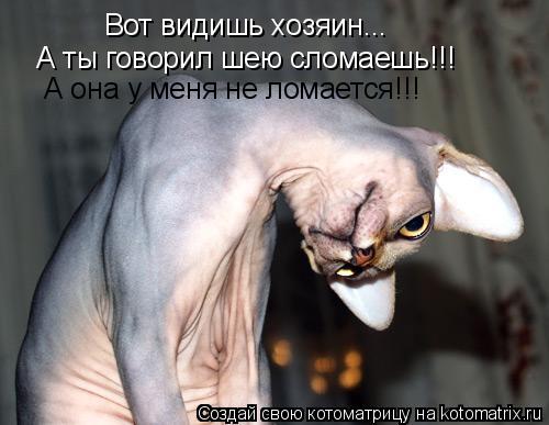 Вот видишь хозяин... А ты говорил шею сломаешь!!! А она у меня не ломается!!!... Котоматрица: Вот видишь хозяин... А ты говорил шею сломаешь!!! А она у меня не ломается!!!