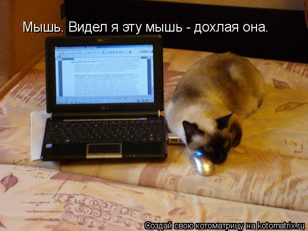 Мышь. Видел я эту мышь - дохлая она.... Котоматрица: Мышь. Видел я эту мышь - дохлая она.
