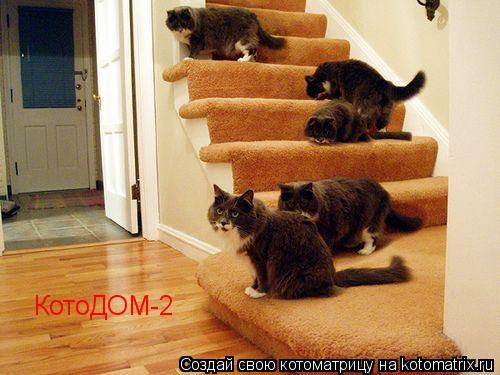 КотоДОМ-2... Котоматрица: КотоДОМ-2