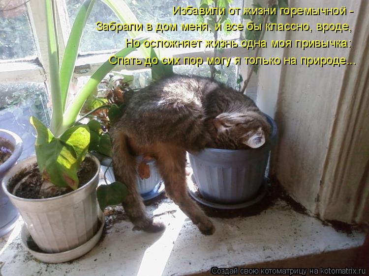 Избавили от жизни горемычной - Забрали в дом меня, и все бы классно, вроде, Но осложняет жизнь одна м... Котоматрица: Избавили от жизни горемычной - Забрали в дом меня, и все бы классно, вроде, Но осложняет жизнь одна моя привычка: Спать до сих пор могу я тольк