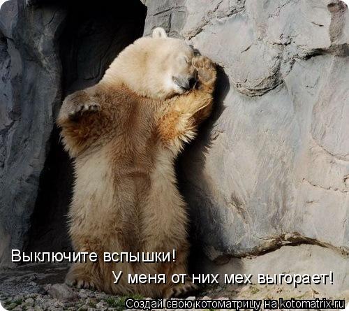 Выключите вспышки! У меня от них мех выгорает!... Котоматрица: Выключите вспышки! У меня от них мех выгорает!