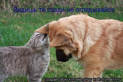 Видишь те сзади,не оглядывайся... Котоматрица: Видишь те сзади,не оглядывайся