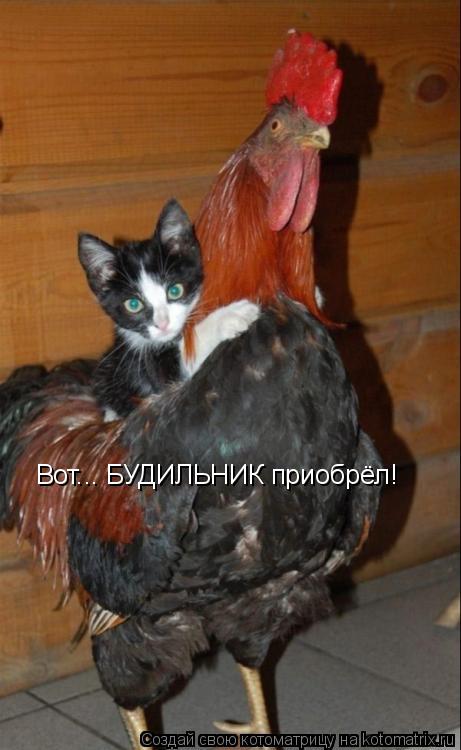 Вот... БУДИЛЬНИК приобрёл!... Котоматрица: Вот... БУДИЛЬНИК приобрёл!