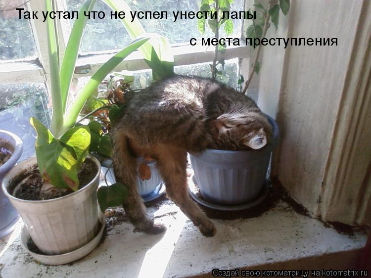 Так устал что не успел унести лапы с места преступления... Котоматрица: Так устал что не успел унести лапы с места преступления