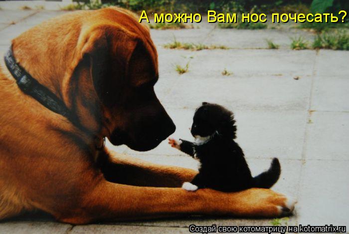 Котоматрица: А можно Вам нос почесать?