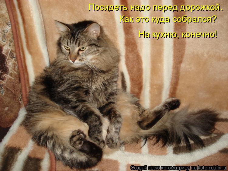 Посидеть надо перед дорожкой. Как это куда собрался? На кухню, конечно!... Котоматрица: Посидеть надо перед дорожкой. Как это куда собрался? На кухню, конечно!