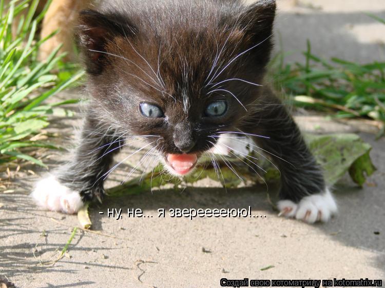 - ну, не... я зверееееюю!....... Котоматрица: - ну, не... я зверееееюю!....