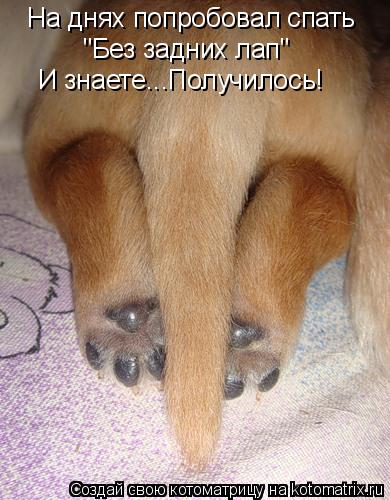 На днях попробовал спать "Без задних лап" И знаете...Получилось!... Котоматрица: На днях попробовал спать "Без задних лап" И знаете...Получилось!