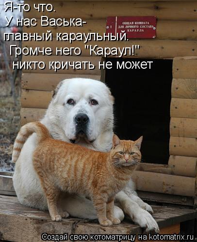 Громче него "Караул!" никто кричать не может Я-то что. У нас Васька- главный караульный.... Котоматрица: Громче него "Караул!" никто кричать не может Я-то что. У нас Васька- главный караульный.