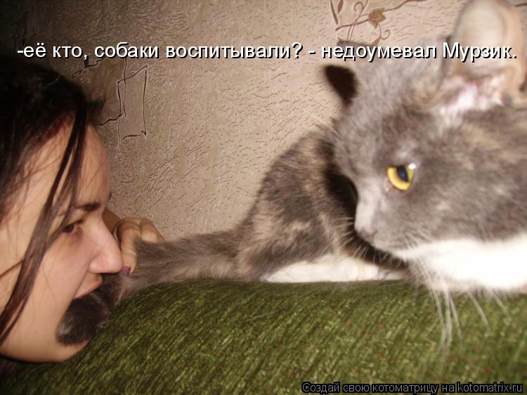 -её кто, собаки воспитывали? - недоумевал Мурзик.... Котоматрица: -её кто, собаки воспитывали? - недоумевал Мурзик.