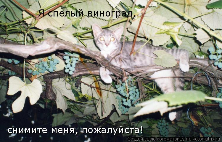 Котоматрица: Я спелый виноград,  снимите меня, пожалуйста!