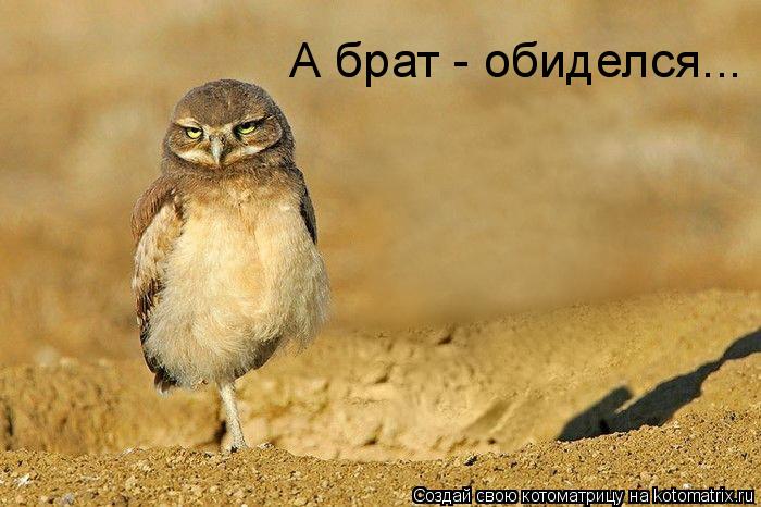 А брат - обиделся...... Котоматрица: А брат - обиделся...