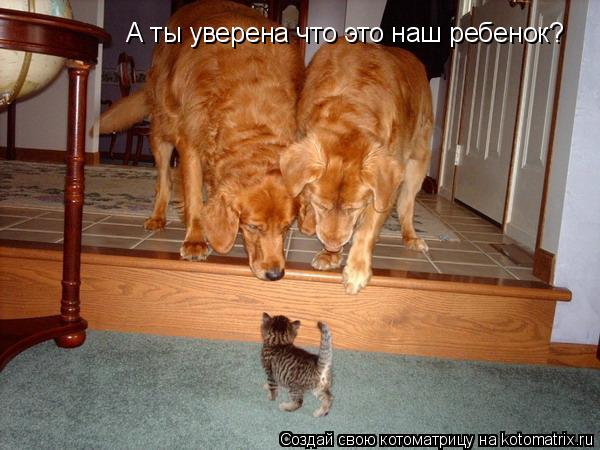Котоматрица: А ты уверена что это наш ребенок?