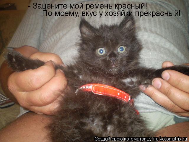 - Зацените мой ремень красный! По-моему, вкус у хозяйки прекрасный!... Котоматрица: - Зацените мой ремень красный! По-моему, вкус у хозяйки прекрасный!