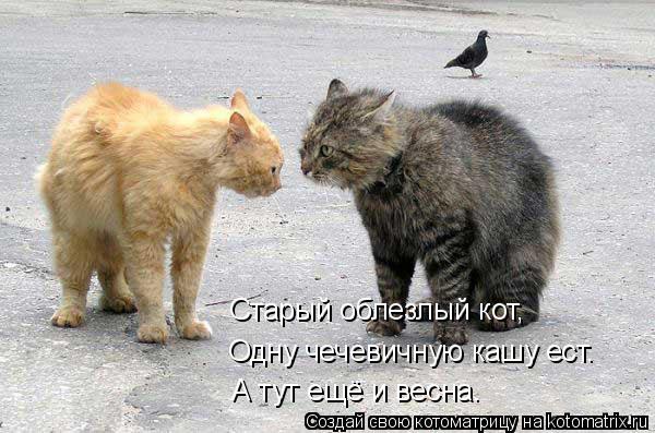 Старый облезлый кот, Одну чечевичную кашу ест. А тут ещё и весна.... Котоматрица: Старый облезлый кот, Одну чечевичную кашу ест. А тут ещё и весна.