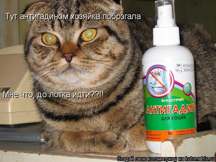 Тут антигадином хозяйка побрзгала, мне что до лотка идти!? Тут антигадином хозяйка побрзгала Мне что... Котоматрица: Тут антигадином хозяйка побрзгала, мне что до лотка идти!? Тут антигадином хозяйка побрзгала Мне что, до лотка идти??!!