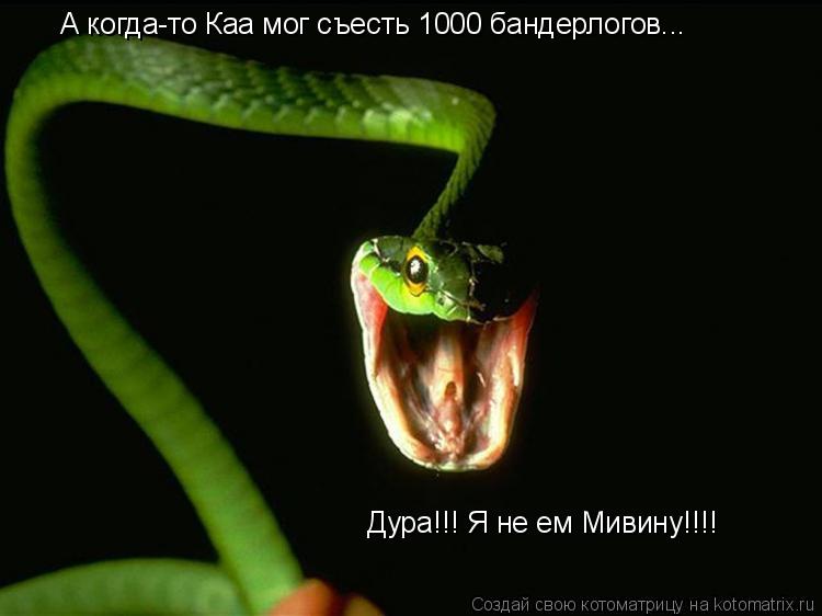 А когда-то Каа мог съесть 1000 бандерлогов... Дура!!! Я не ем Мивину!!!!... Котоматрица: А когда-то Каа мог съесть 1000 бандерлогов... Дура!!! Я не ем Мивину!!!!
