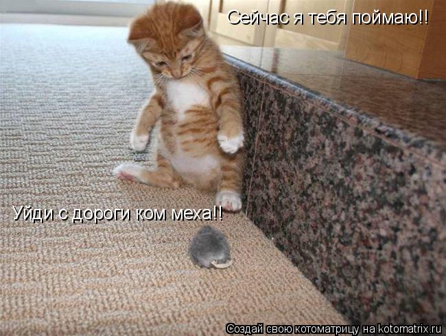 Сейчас я тебя поймаю!! Уйди с дороги ком меха!!... Котоматрица: Сейчас я тебя поймаю!! Уйди с дороги ком меха!!