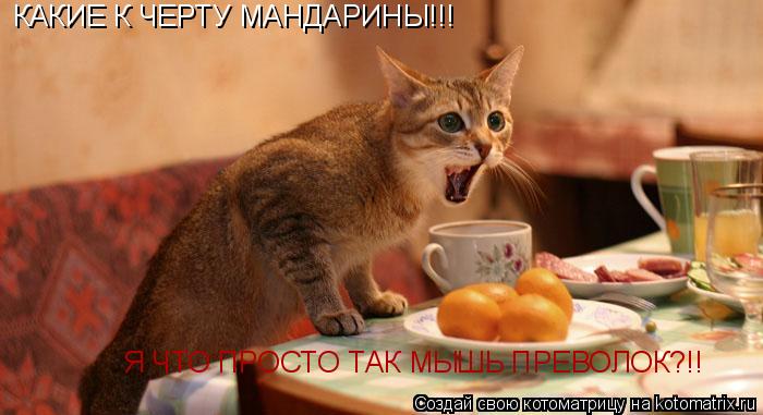 КАКИЕ К ЧЕРТУ МАНДАРИНЫ!!! Я ЧТО ПРОСТО ТАК МЫШЬ ПРЕВОЛОК?!!... Котоматрица: КАКИЕ К ЧЕРТУ МАНДАРИНЫ!!! Я ЧТО ПРОСТО ТАК МЫШЬ ПРЕВОЛОК?!!