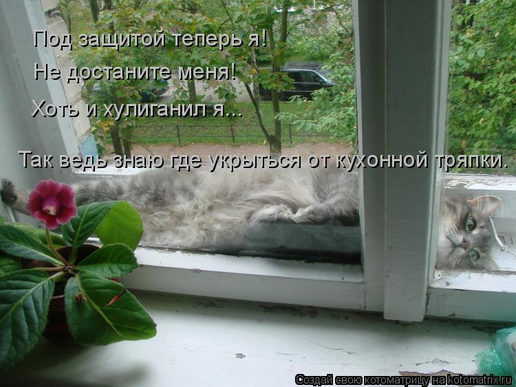 Под защитой теперь я! Не достаните меня! Хоть и хулиганил я... Так ведь знаю где укрыться от кухонн... Котоматрица: Под защитой теперь я! Не достаните меня! Хоть и хулиганил я... Так ведь знаю где укрыться от кухонной тряпки.
