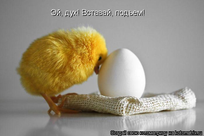 Эй, дух! Вставай, подъем!... Котоматрица: Эй, дух! Вставай, подъем!