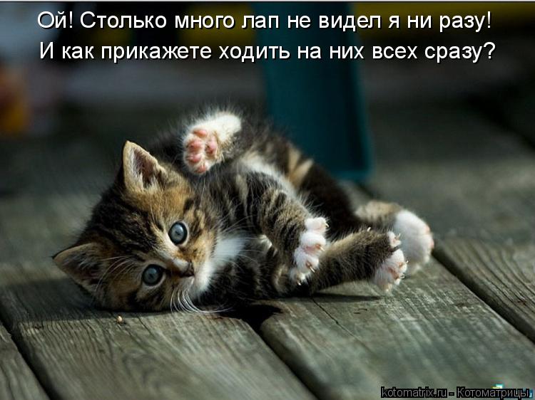 Котоматрица: Ой! Столько много лап не видел я ни разу! И как прикажете ходить на них всех сразу?
