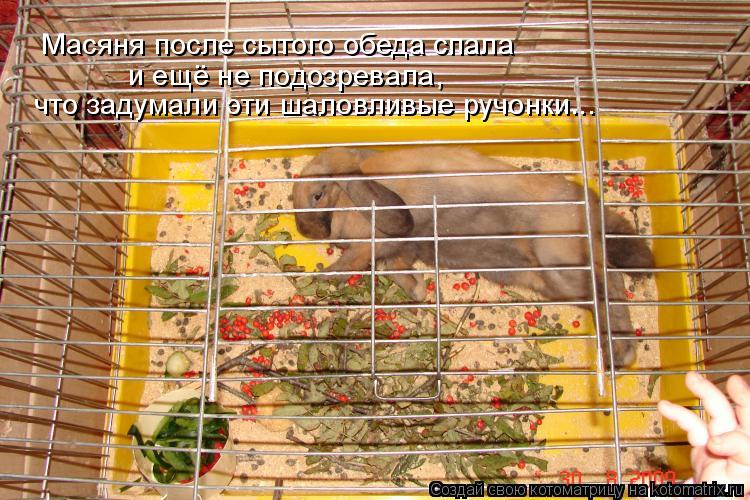 Масяня после сытого обеда спала и ещё не подозревала, что задумали эти шаловливые ручонки...... Котоматрица: Масяня после сытого обеда спала и ещё не подозревала, что задумали эти шаловливые ручонки...