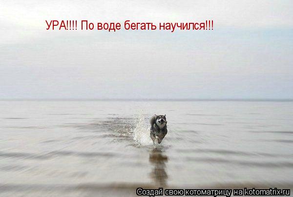 УРА!!!! По воде бегать научился!!!... Котоматрица: УРА!!!! По воде бегать научился!!!