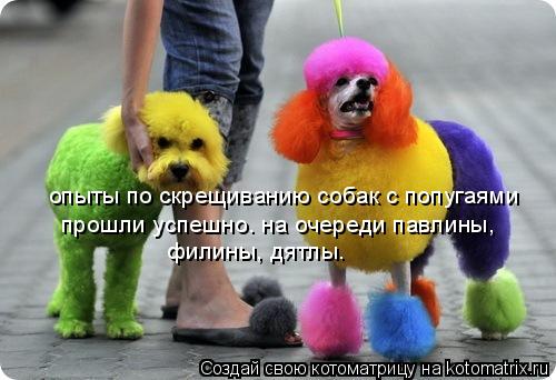 Котоматрица: прошли успешно. на очереди павлины,  филины, дятлы. опыты по скрещиванию собак с попугаями