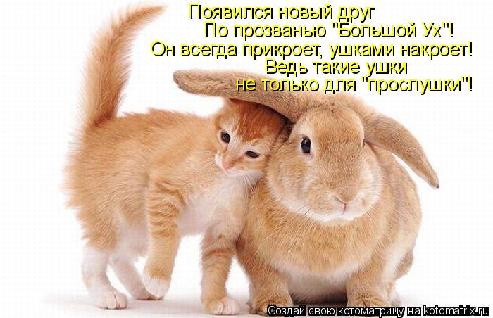 Появился новый друг По прозванью "Большой Ух"! Он всегда прикроет, ушками накроет! Ведь такие ушки не... Котоматрица: Появился новый друг По прозванью "Большой Ух"! Он всегда прикроет, ушками накроет! Ведь такие ушки не только для "прослушки"!