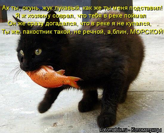 Котоматрица: Ах ты, окунь, жук лукавый, как же ты меня подставил!  Он же сразу догадался, что в реке я не купался,  Ты же, пакостник такой, не речной, а,блин, М