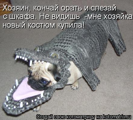 Хозяин, кончай орать и слезай с шкафа. Не видишь -мне хозяйка новый костюм купила!... Котоматрица: Хозяин, кончай орать и слезай с шкафа. Не видишь -мне хозяйка новый костюм купила!