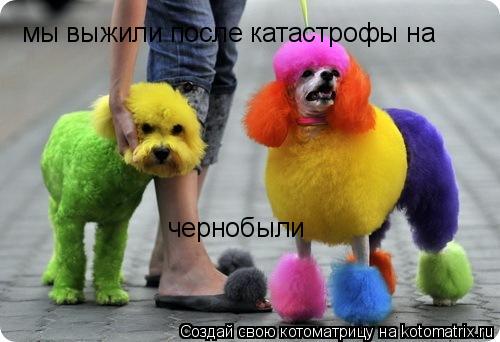 мы выжили после катастрофы на чернобыли... Котоматрица: мы выжили после катастрофы на чернобыли