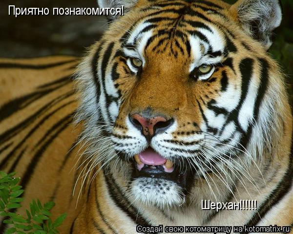 Приятно познакомится! Шерхан!!!!!!... Котоматрица: Приятно познакомится! Шерхан!!!!!!