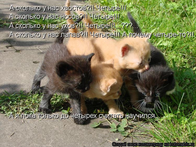 А сколько у нас хвостов?!! Четыре!!! А сколько у нас носов?!! Четыре!!! А сколько у нас ухов?!! Четыр... Котоматрица: А сколько у нас хвостов?!! Четыре!!! А сколько у нас носов?!! Четыре!!! А сколько у нас ухов?!! Четыре!!!...???... А сколько у нас лапав?!! Четыре!!!