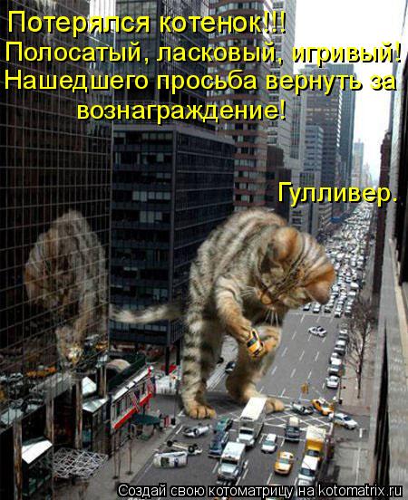 Потерялся котенок!!! Полосатый, ласковый, игривый! Нашедшего просьба вернуть за вознаграждение! Гулли... Котоматрица: Потерялся котенок!!! Полосатый, ласковый, игривый! Нашедшего просьба вернуть за вознаграждение! Гулливер.