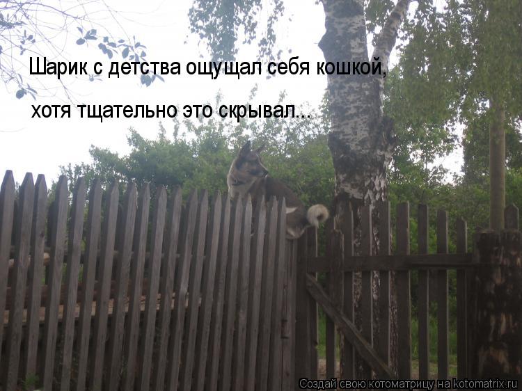 Шарик с детства ощущал себя кошкой, хотя тщательно это скрывал...... Котоматрица: Шарик с детства ощущал себя кошкой, хотя тщательно это скрывал...