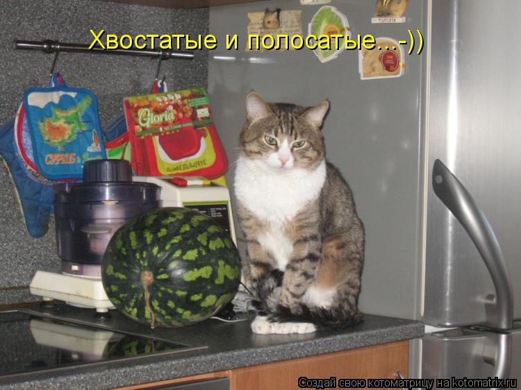 Хвостатые и полосатые...-))... Котоматрица: Хвостатые и полосатые...-))